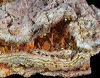 Bright Orange Wulfenite Crystals on Matrix - Rowley Mine, AZ #49382-2